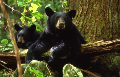 Black Bear and Cub - Roaring Fork Nature Trail