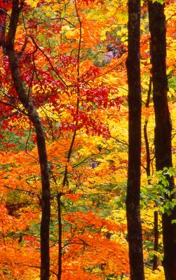 Fall Colors - Laurel Falls Trail