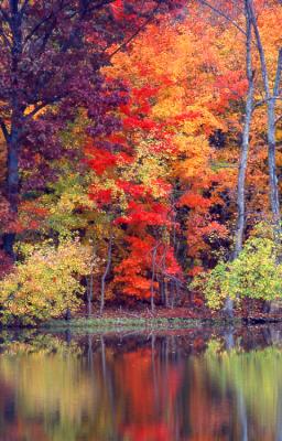 Radnor Lake Fall