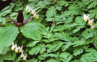 Red Trillium and Dutchmans Breeches - Percy Warner Park