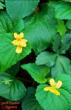 Yellow Flowers - Percy Warner Park