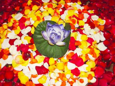u33/jaizel/medium/35803692.RosePetals.jpg