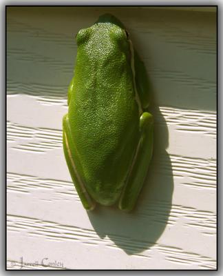 u33/jarrell/medium/21461787.greenfrog.jpg