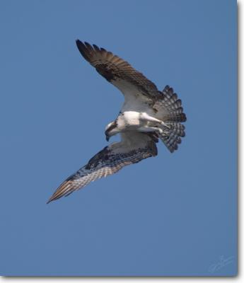 Osprey