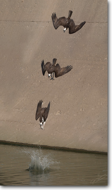 <!-- Dive_sequence.jpg -->Diving Osprey