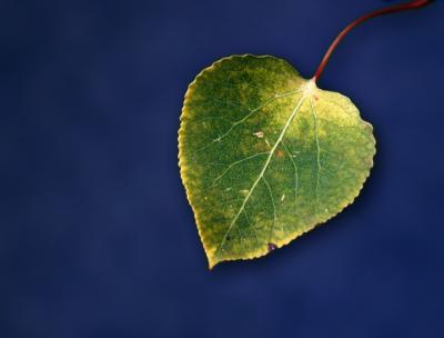 Aspen
The leaves will soon be falling...
This one is still attached to the tree in the front yard.  
(PS...  Sept 16 was Colorado Sky.  This blue background was created in Photoshop.)