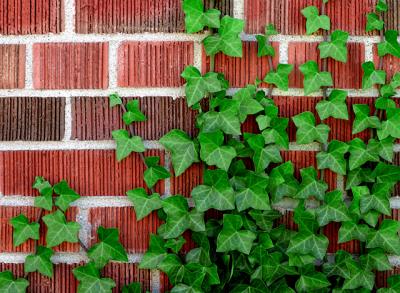 Bricks and Ivy
OK. I'm having trouble sticking to just one image a day.  I really like the simplicity of this one, and I really like the shots of Josh.  Today gets two photos!