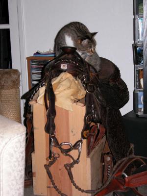 Cat or Vulture?