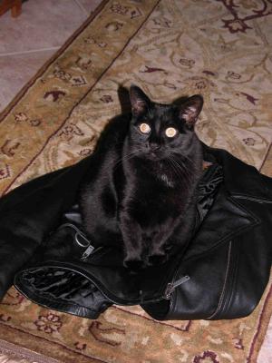 Harley cat