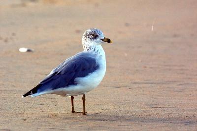 Ring-Billed Gull