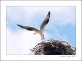 Landing