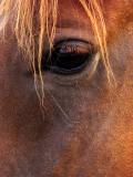 horse eye 640x480.jpg
