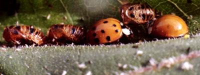 Ladybird beetle life history