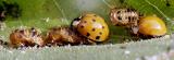 adult ladybird beetles and pupa cases