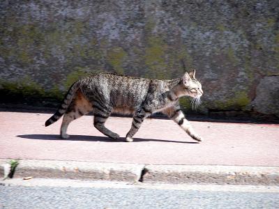 Janville Cat Walk