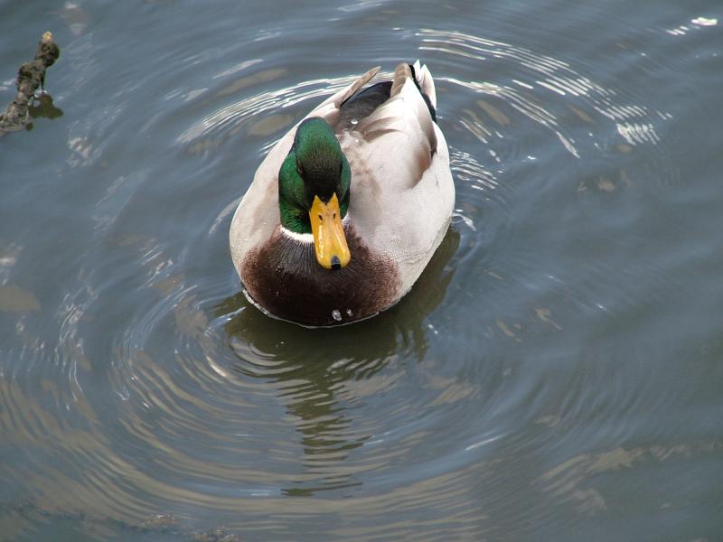 Duck in a ring