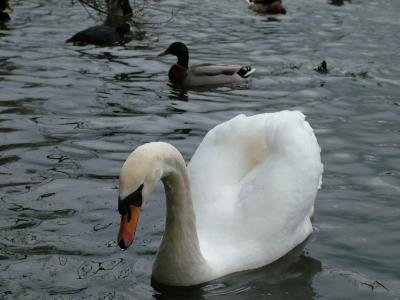 DSCF0363.JPG