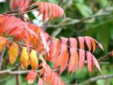 Autumn at its best