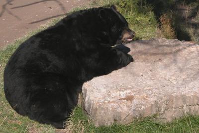 Black Bear.jpg