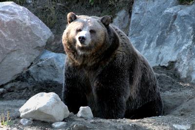 Brown Bear 2.jpg
