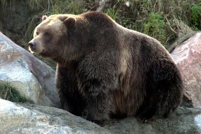 Brown bear.jpg