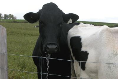 u33/jimho2036/medium/35820331.ChambordBlackAngus.jpg