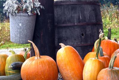 u33/jimho2036/medium/35820405.VermontPumpkins.jpg