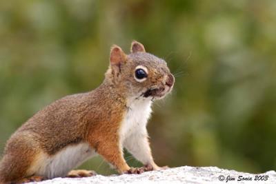 Red Squirrel on Mt Willard