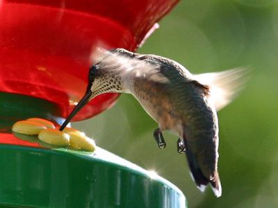 Ruby-Throated Hummingbird