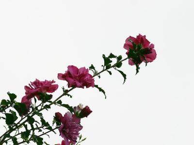 IMG_6122e.jpg