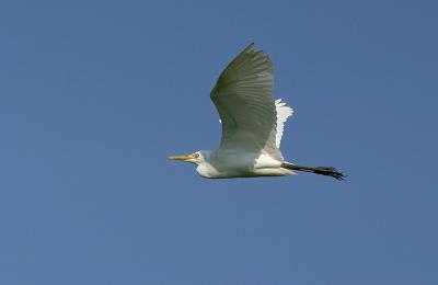 Cattle Egret in flight shots