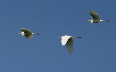 Cattle Egret formation in flight shots