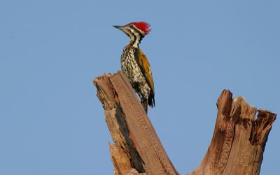 common goldenback woodpecker
