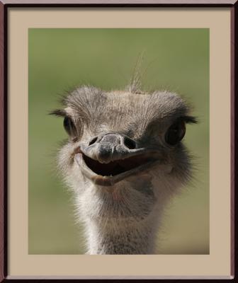 Red Necked Ostrich #1