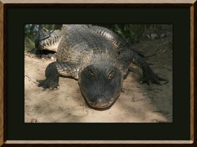 American Alligator