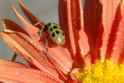 Some type of beetle