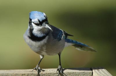 Bluejay