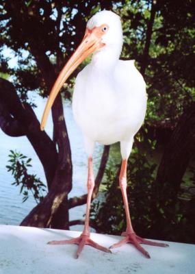 Ibis