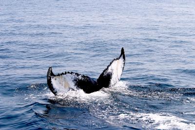 CRW_0567.jpg
