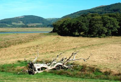 Ynys-Hir, Wales. ( RSPB Reserve)