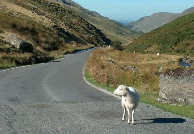 Ewe with a view.