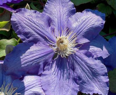 Clematis.