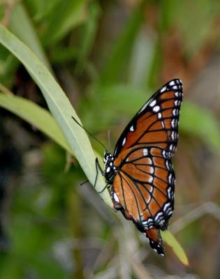 butterfly 5134.jpg
