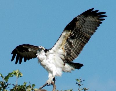 osprey spread.jpg