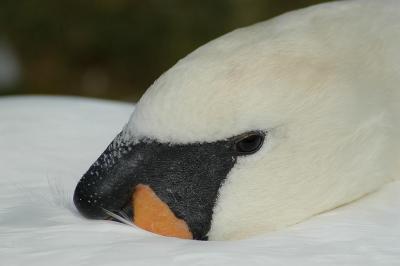 Swan at Rest