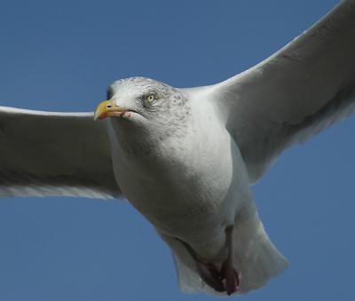 DSC_2457.jpg