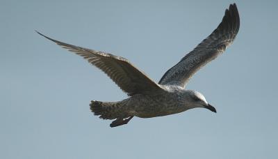 DSC_2453.jpg