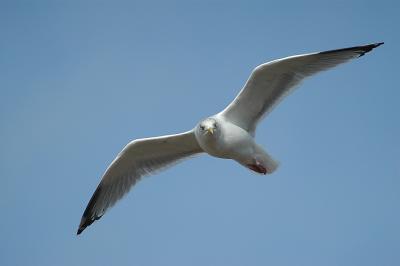 DSC_2243.jpg