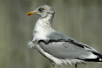 DSC_2323.jpg