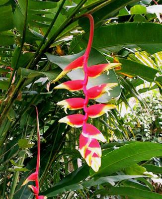 Heliconia